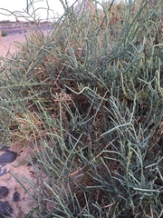 Arthrocaulon macrostachyum