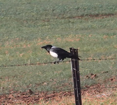 Corvus albus