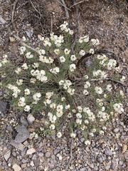 Zinnia acerosa