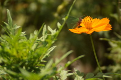 Cyanophrys herodotus