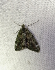 Chloroclysta siterata