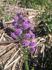 Selago villicaulis
