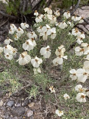 Zinnia acerosa