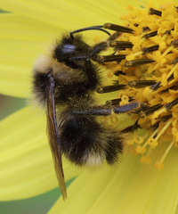 Bombus flavidus
