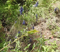 Salvia stachyoides
