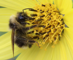 Bombus flavidus
