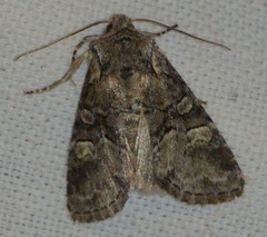 Brachylomia viminalis