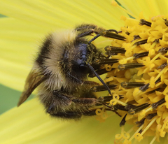 Bombus flavidus