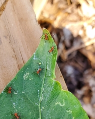 Leptoglossus oppositus