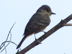 Knipolegus poecilurus