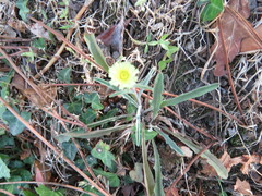 Andryala integrifolia