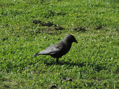 Corvus monedula monedula