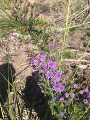 Selago villicaulis