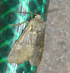 Brachylomia viminalis