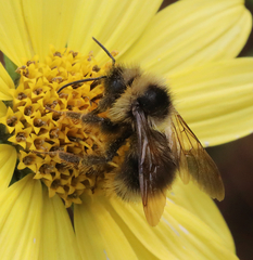 Bombus flavidus
