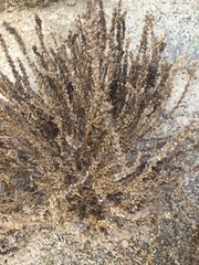 Arthrocaulon macrostachyum