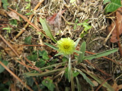 Andryala integrifolia
