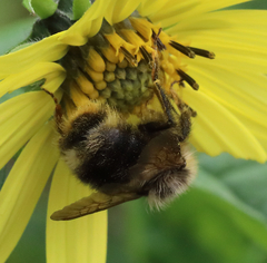 Bombus flavidus