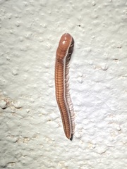 Parajulinae