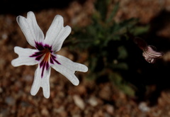Jamesbrittenia racemosa
