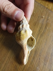 Triplofusus giganteus