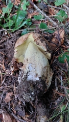Caloboletus radicans
