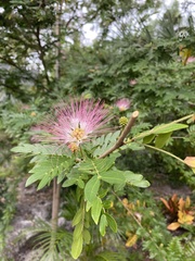 Calliandra tergemina