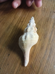 Triplofusus giganteus