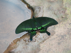 Papilio arcturus