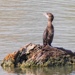 Microcarbo pygmaeus