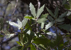 Quercus emoryi