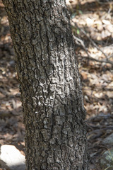 Quercus emoryi