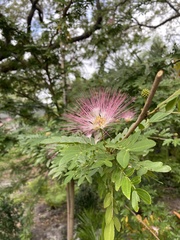 Calliandra tergemina