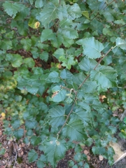 Betula pendula