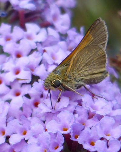 Tawny-edged Skipper
