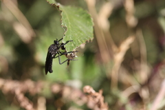 Dasypogon