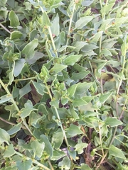 Patellifolia procumbens