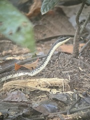 Dendrelaphis