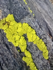Acarosporaceae