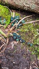Leotia viscosa