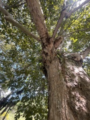 Platanus mexicana
