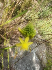 Bulbine frutescens