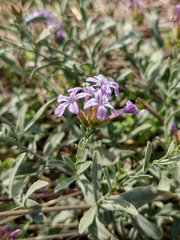 Plumbago europaea