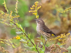 Setophaga coronata coronata