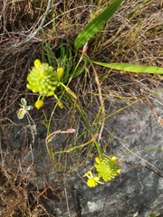 Bulbine frutescens