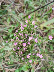 Centaurium erythraea