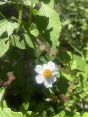 Bidens pilosa