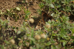 Junonia evarete