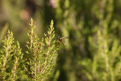 Chrysotoxum intermedium