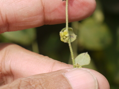 Cocculus hirsutus